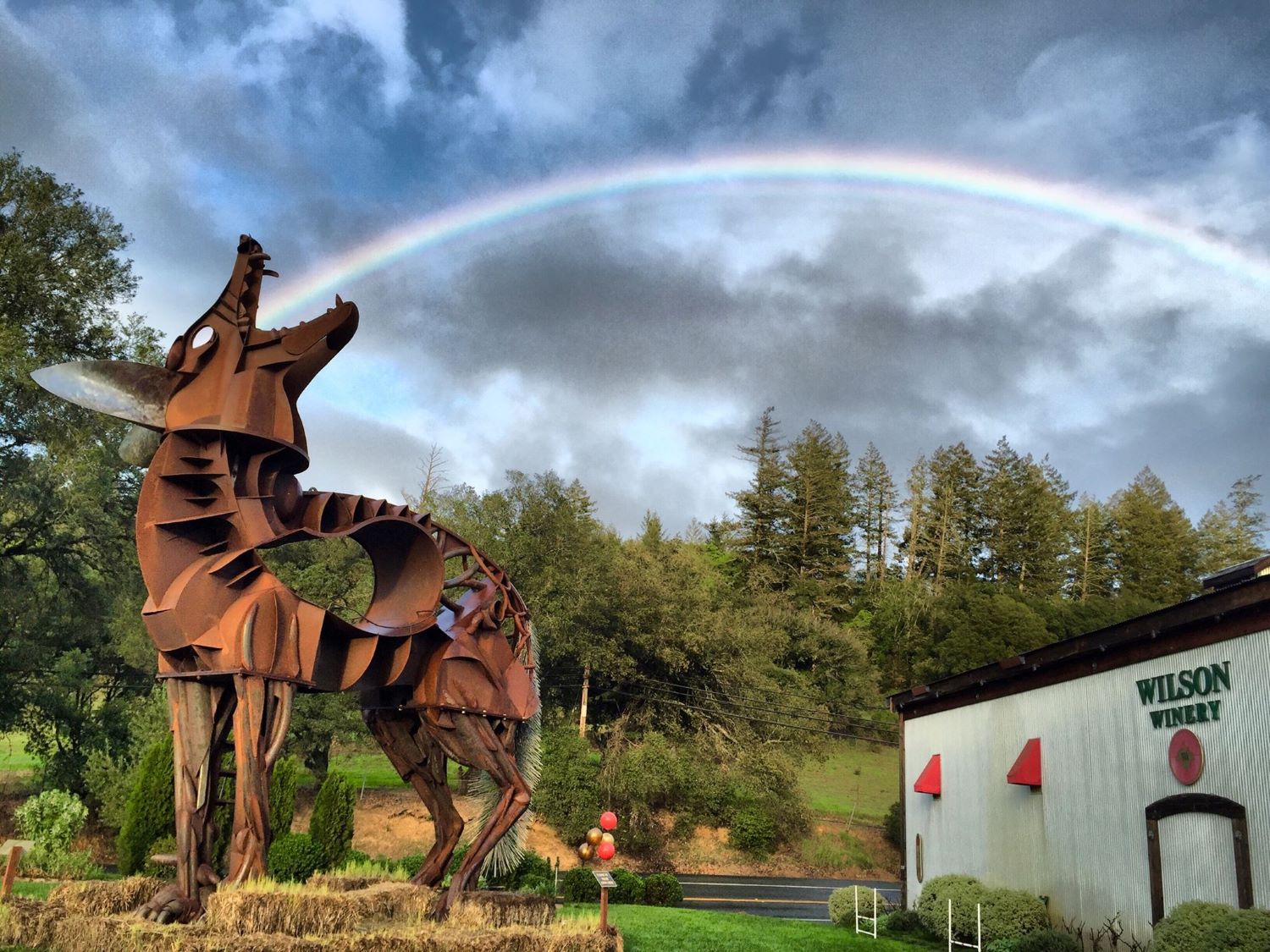 WilsonCoyoteRainbow